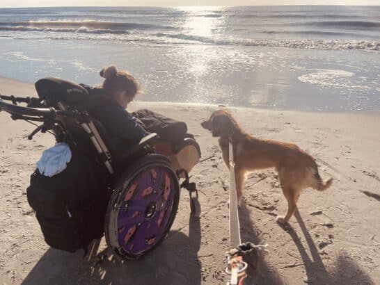 a dog and a person in a wheelchair on a beach