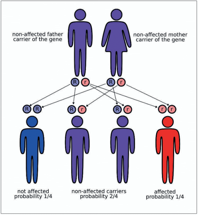 Incidence and Inheritance